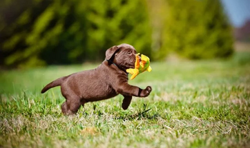 How to Spend Time With Your Dog At Home?