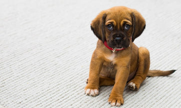 Puppy Essentials - What Do You Need for A New Puppy