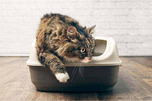 6 Different Types Of Cat Litter For Your Indoor Cat