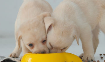 Best Puppy Food: How to Choose the Right Puppy Diet