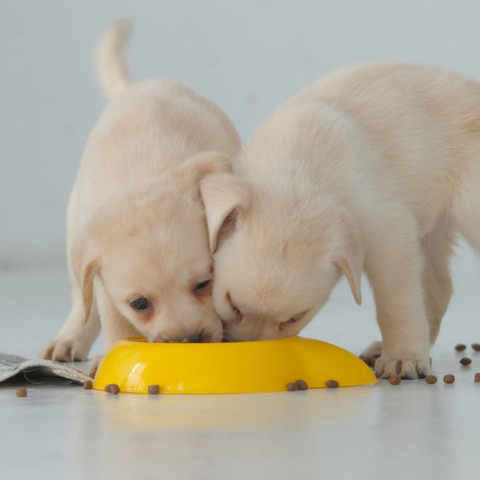  How to Choose the Right Puppy Food