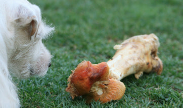 Bones For Dogs: Can Dogs Eat Bones? An Important Insight For Pet Parents!