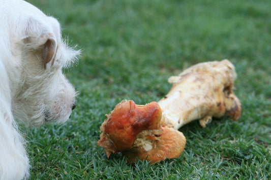 Bones For Dogs: Can Dogs Eat Bones? An Important Insight For Pet Parents! | Poochles India