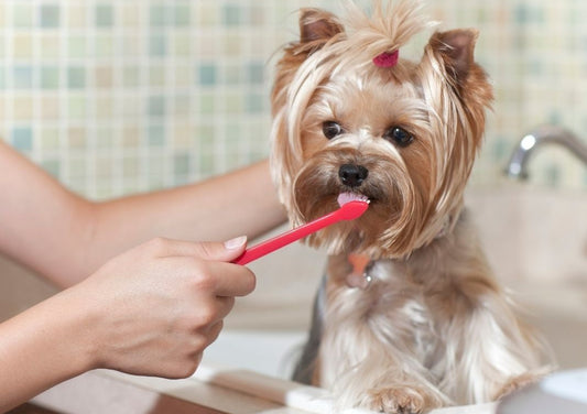 Brushing Your Dog's Teeth - Guide To Pet Dental Care