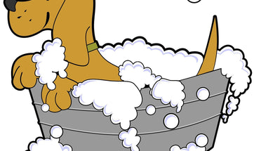 Dog Grooming: How To Groom Your Dog And Give Bath?