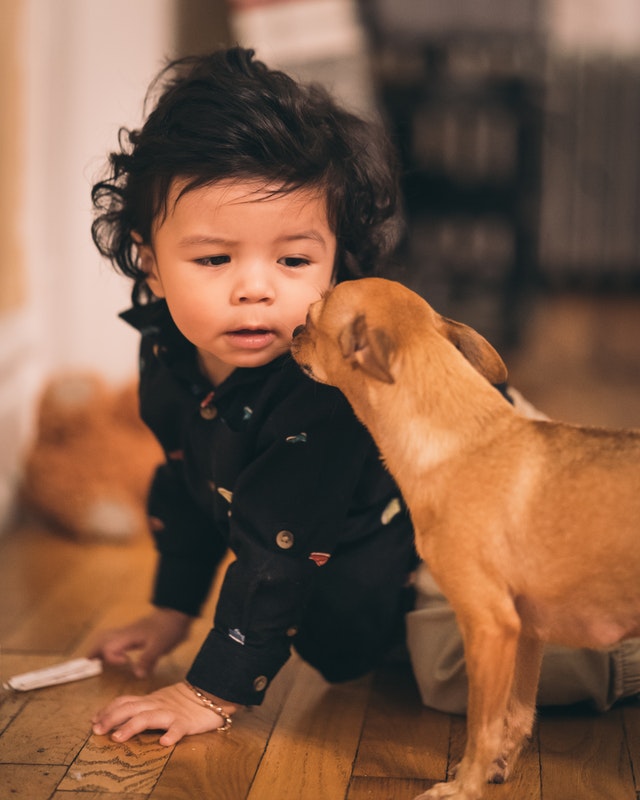Dog and Baby at Home