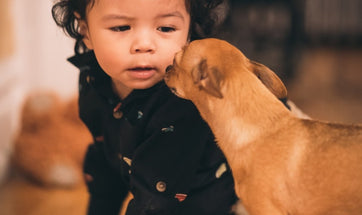 How To Introduce Your Dog To A Baby?