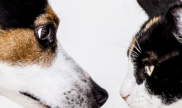 Dogs And Cats: How To Train Them To Get Along?