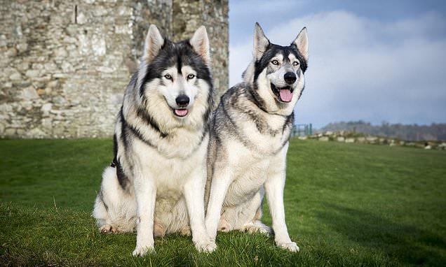 Game Of Thrones Dog- The Northern Inuit Dog Breed Featured In Game Of Thrones! | Poochles India