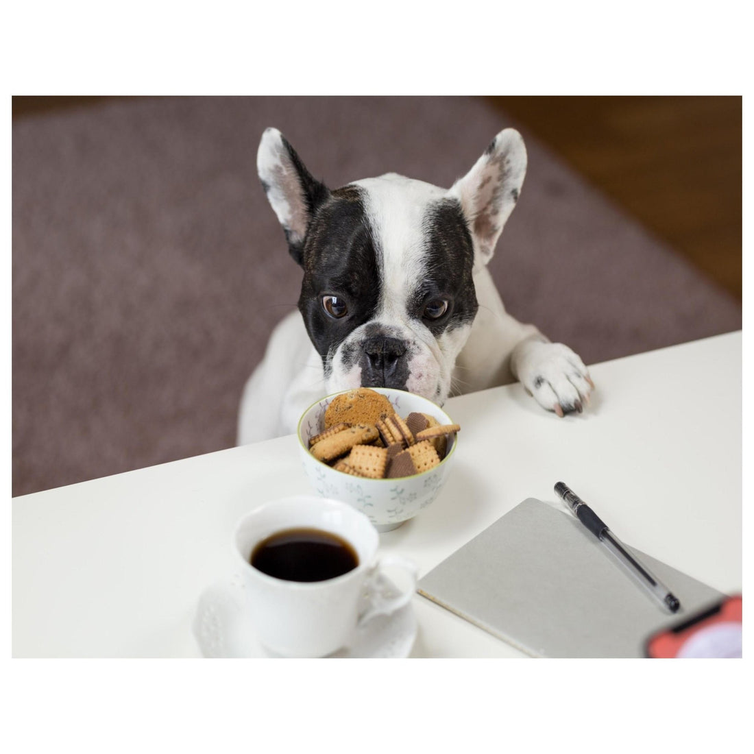 Human Foods That Dogs Can Eat - List Of Foods That Are Safe For Your Pooches! | Poochles India