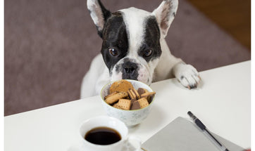 Human Foods That Dogs Can Eat - List Of Foods That Are Safe For Your Pooches!