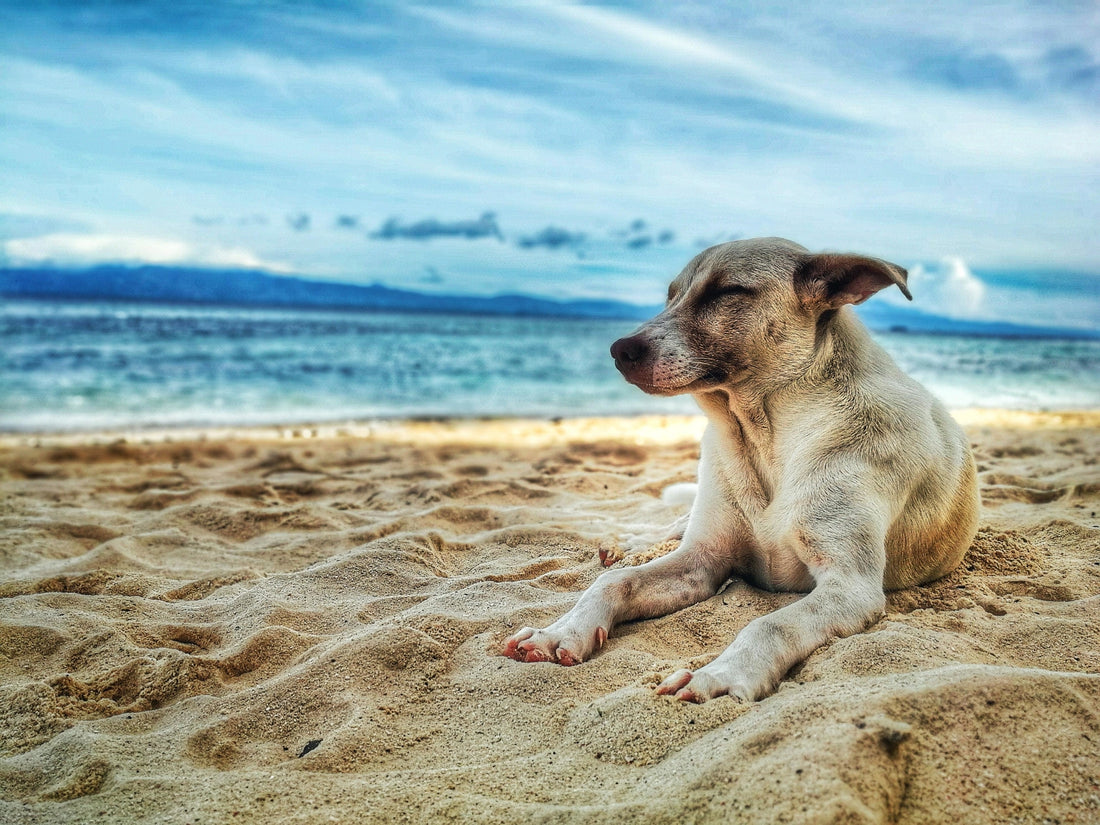 Keep Your Dogs Cool In Summer From The Scorching Heat! Tips For Indian Pet Parents. | Poochles India