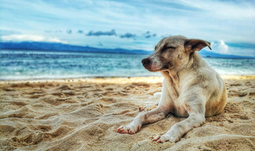 Keep Your Dogs Cool In Summer From The Scorching Heat! Tips For Indian Pet Parents.