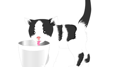 Milk For Cats And Dogs- Can Milk Be Added To Cats And Dogs' Diet?