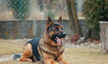 Guide to Grooming your German Shepherd at Home