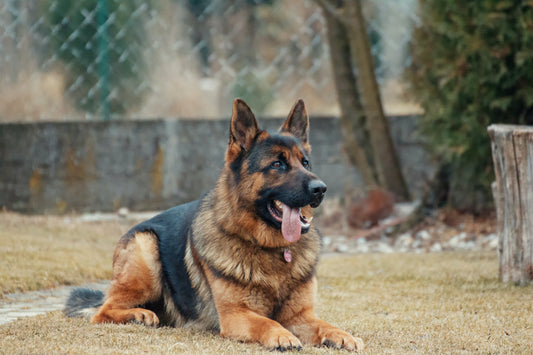 Guide to Grooming your German Shepherd at Home