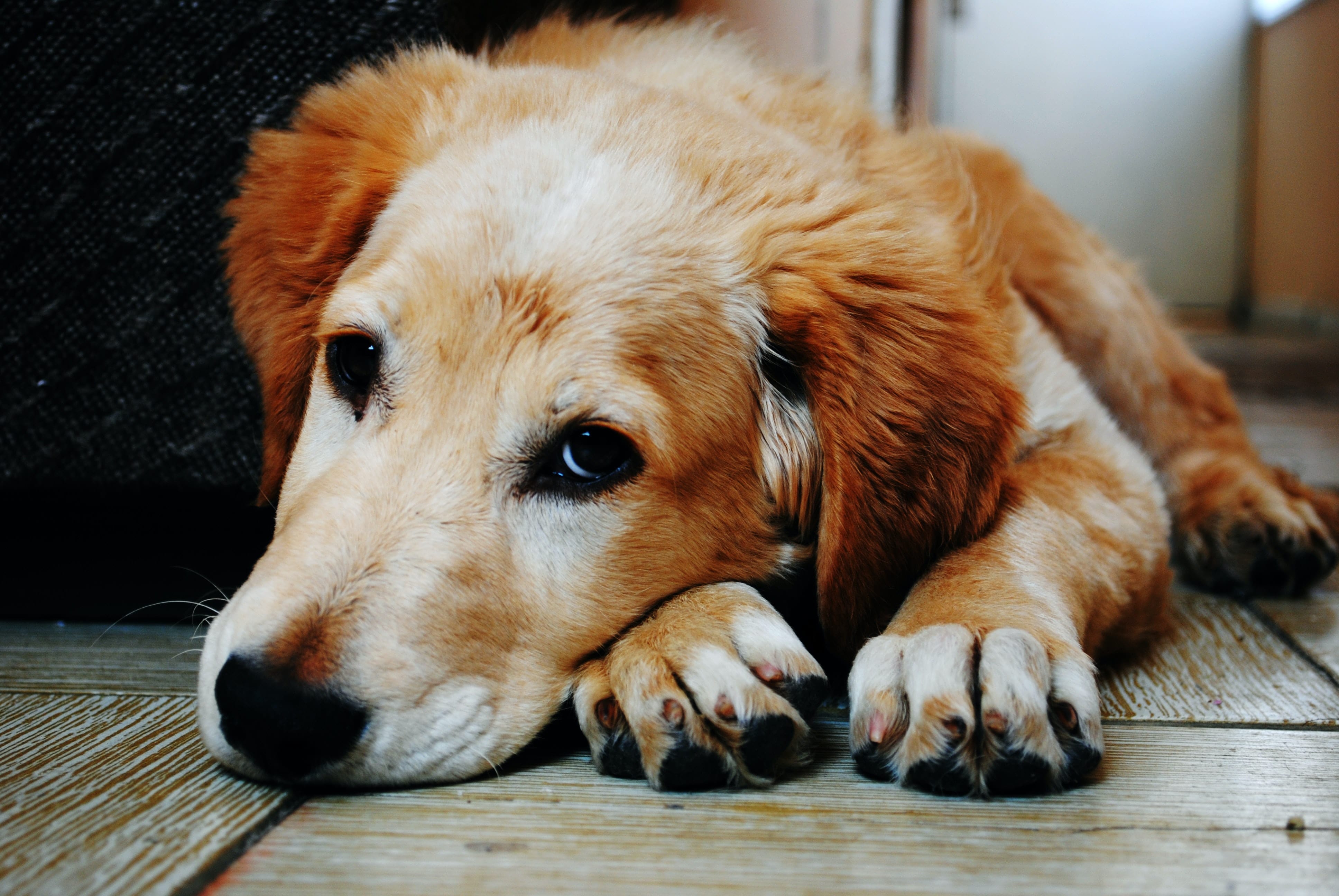 Why Your Dog Won’t Eat - Causes and Solutions for Loss of Appetite in Pets