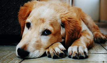 Why Your Dog Won’t Eat - Causes and Solutions for Loss of Appetite in Pets