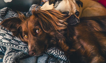 Dog Safety Tips: Keep your Dog Safe and Calm During Fireworks