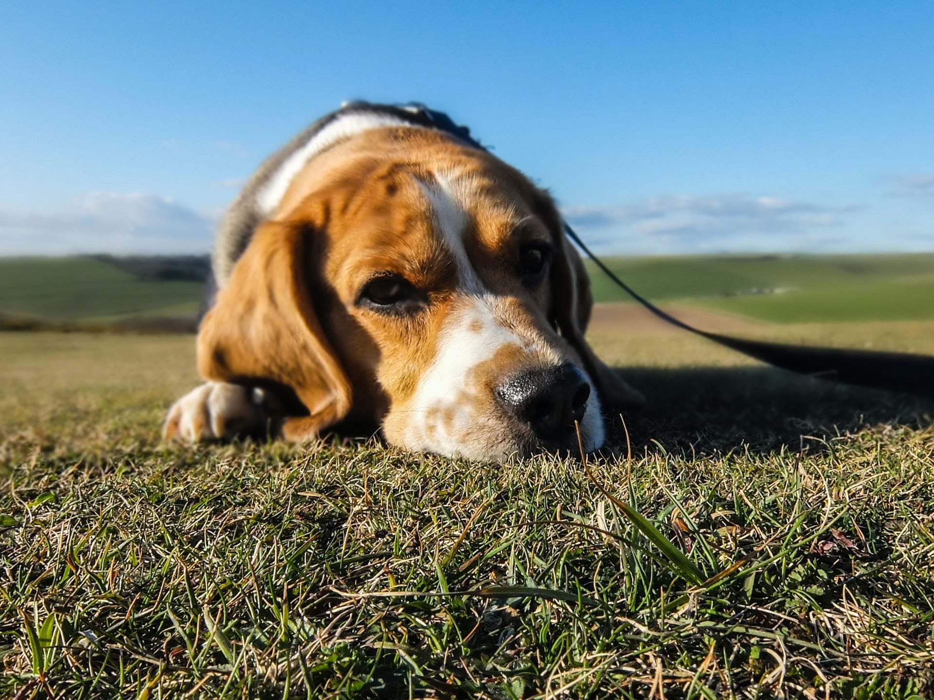 Food Allergies in Dogs - Common Symptoms and Allergens