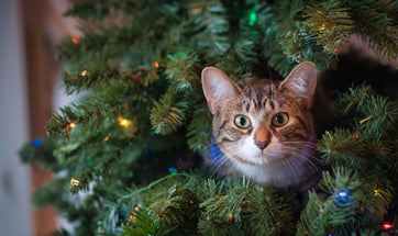 Celebrate the Holiday Season with your Pet - Fun Activities and Pet Safety Tips