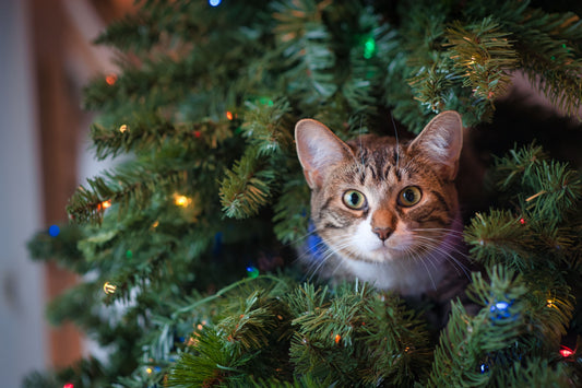 Celebrate the Holiday Season with your Pet - Fun Activities and Pet Safety Tips