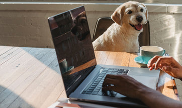 Separation Anxiety In Dogs - Signs, Causes & Solution To Anxiety In Dogs