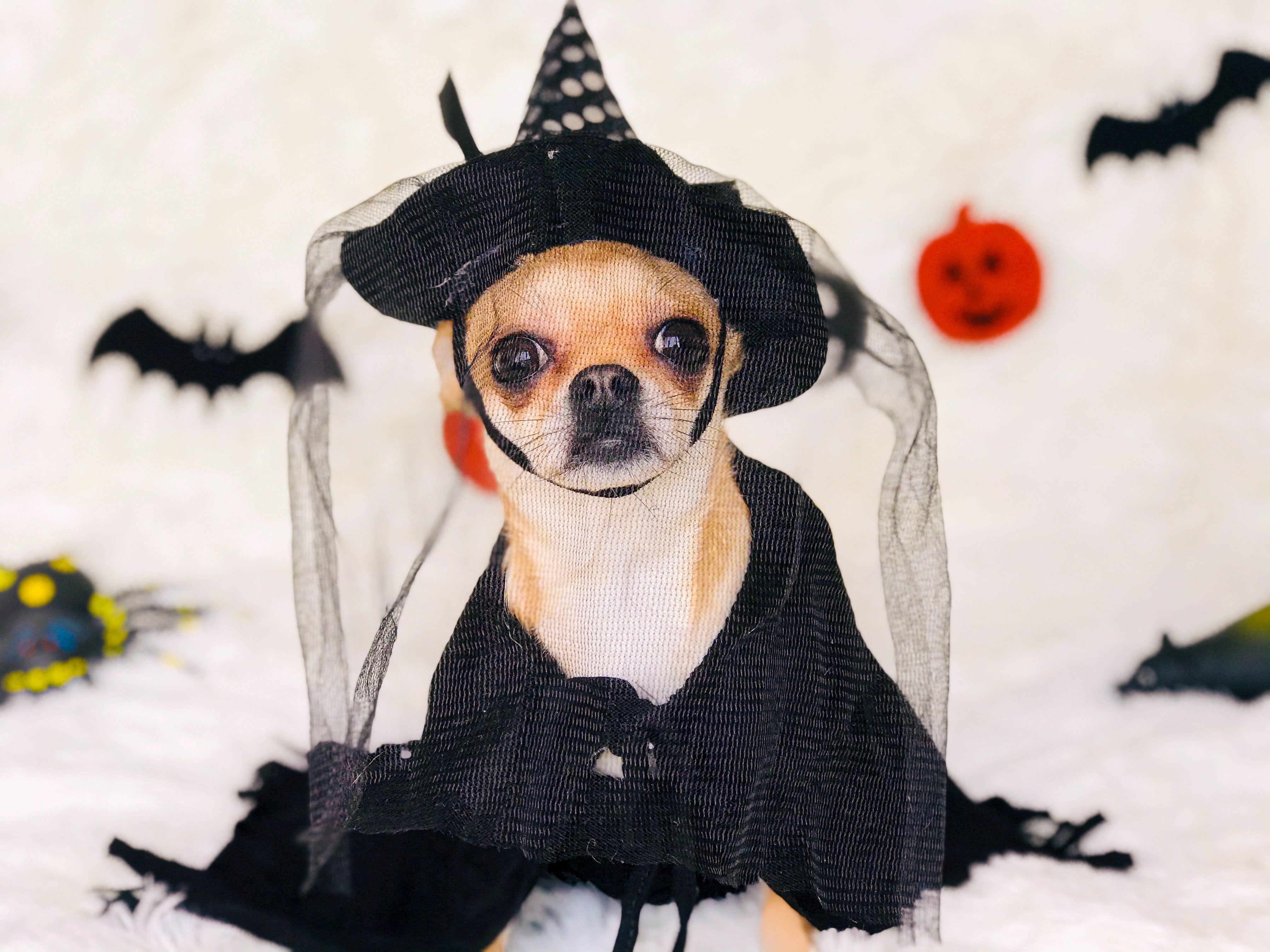 Celebrate Halloween with your Pet - Tips and Treats for your Pet