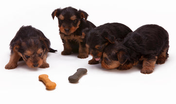 Rawhide For Dogs: What Is Rawhide Made Of And Where Can I find Rawhide?