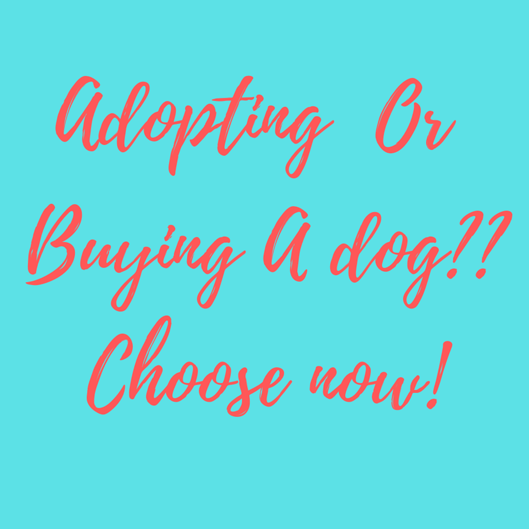 Should We Buy A Breed Dog Or Adopt A Dog? | Poochles India