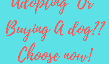 Should We Buy A Breed Dog Or Adopt A Dog?