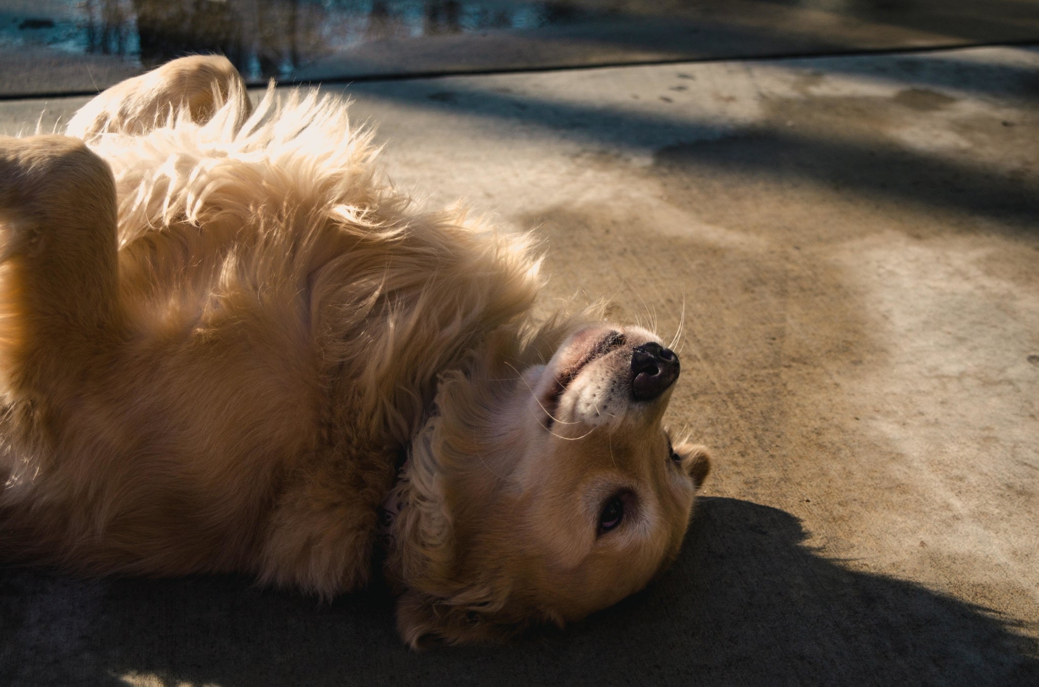 Training Your Dog To Play Dead- How To Teach The Fun Trick? | Poochles India