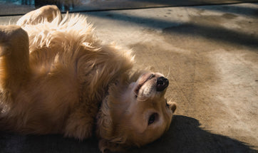 Training Your Dog To Play Dead- How To Teach The Fun Trick?