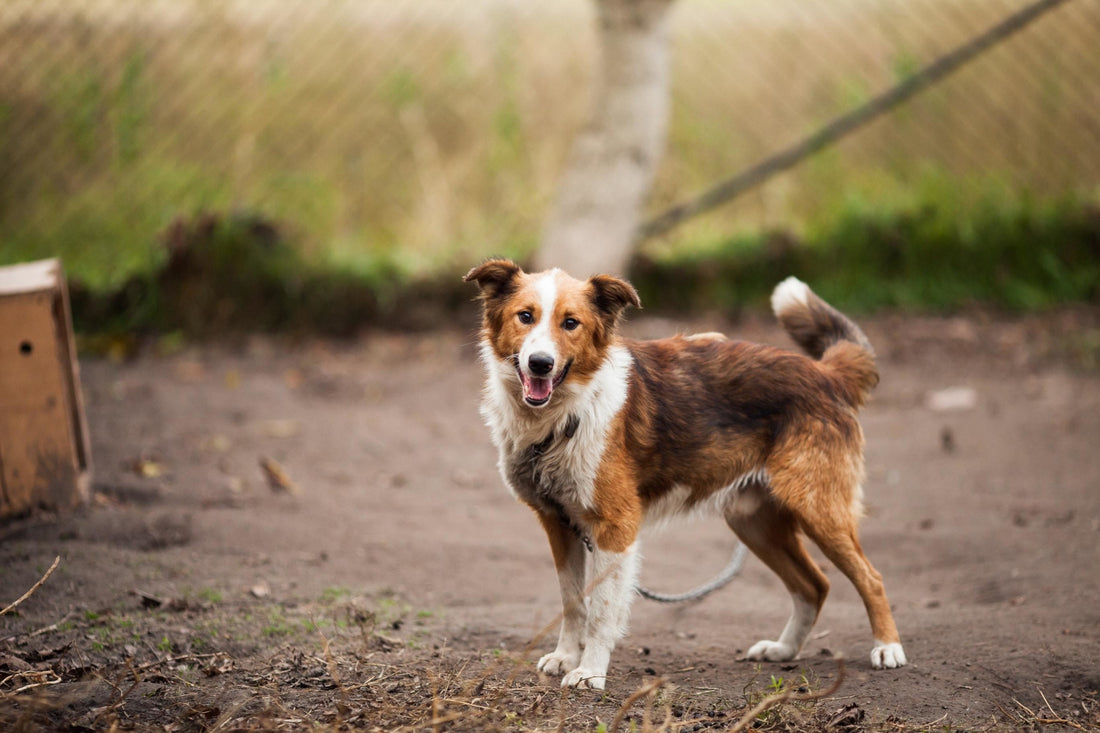 Tying Up Your Dog: Should You Keep Your Dogs On A Leash All Times? | Poochles India