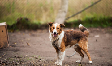 Tying Up Your Dog: Should You Keep Your Dogs On A Leash All Times?