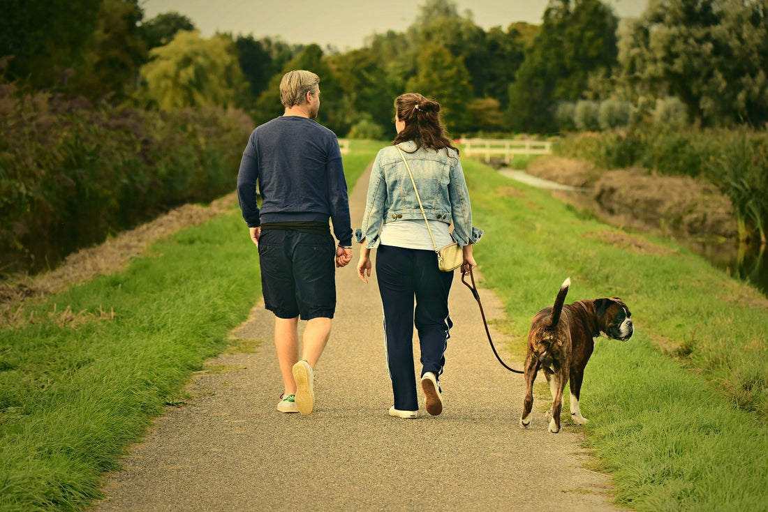 Walking You Dogs: Training Your Pup For Walks. | Poochles India