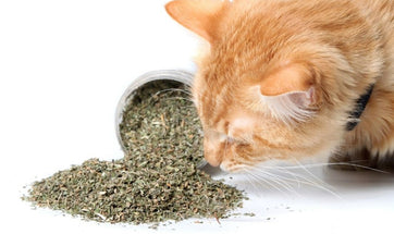 What Is Catnip And How Does It Affect Your Cat or Kitten?