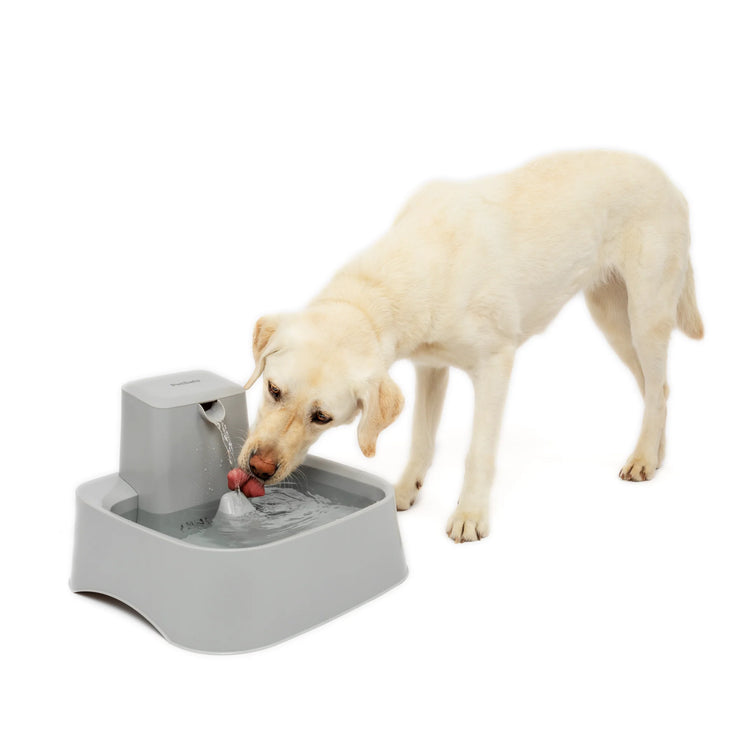 PetSafe Drinkwell Dog Cat Pet Fountain - 7.5 Littre, Automatic Flowing Water Bowl
