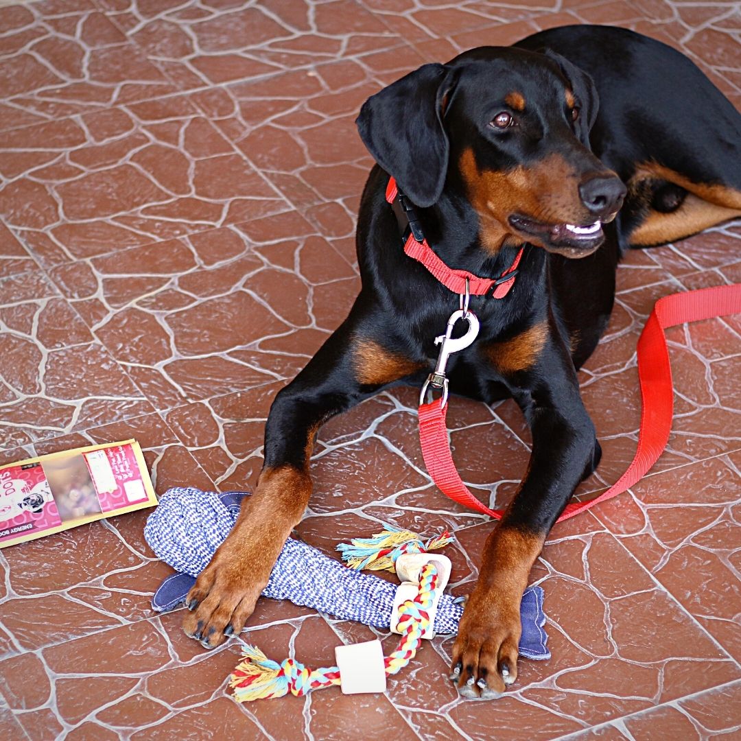 Classic Scarlet Red Collar Leash Combo For All Dogs
