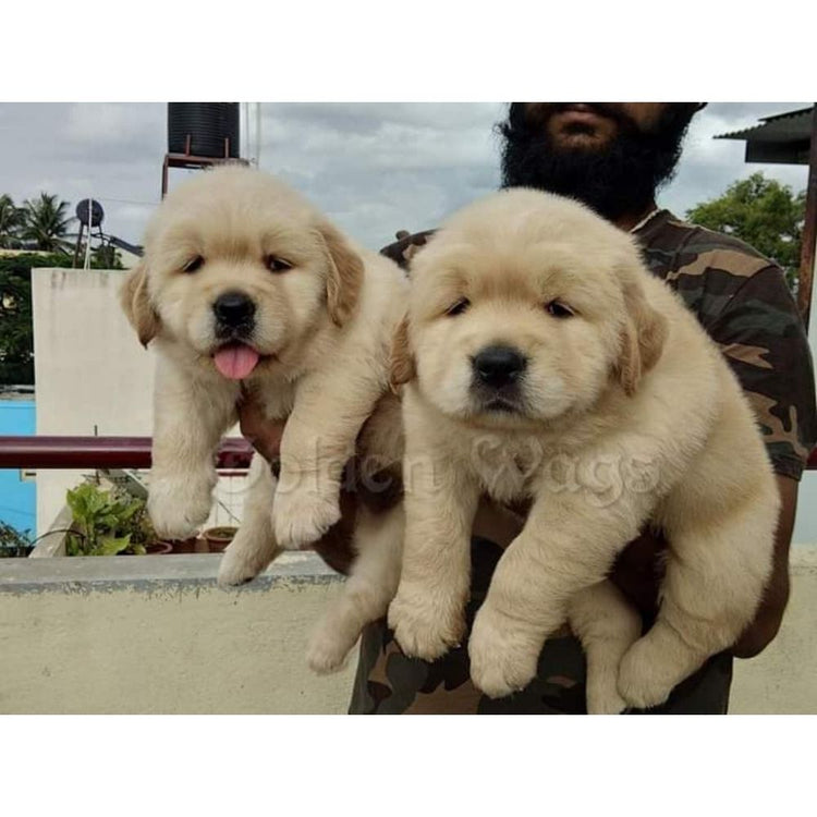 Golden Wags House Of Show Quality Dogs And Pups (Breeder) Rajajinagar, Bengalore