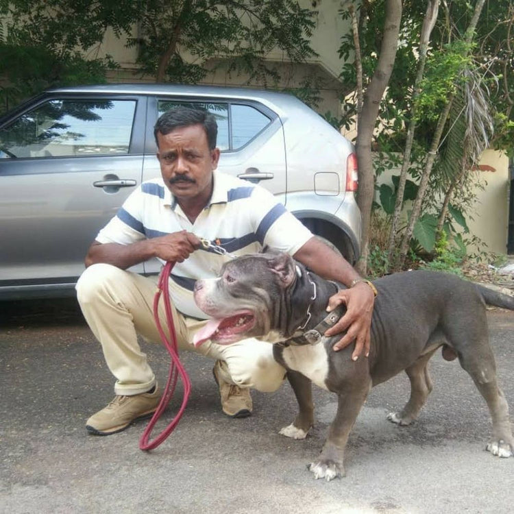 South Indian Dog Training School Trainer Chennai