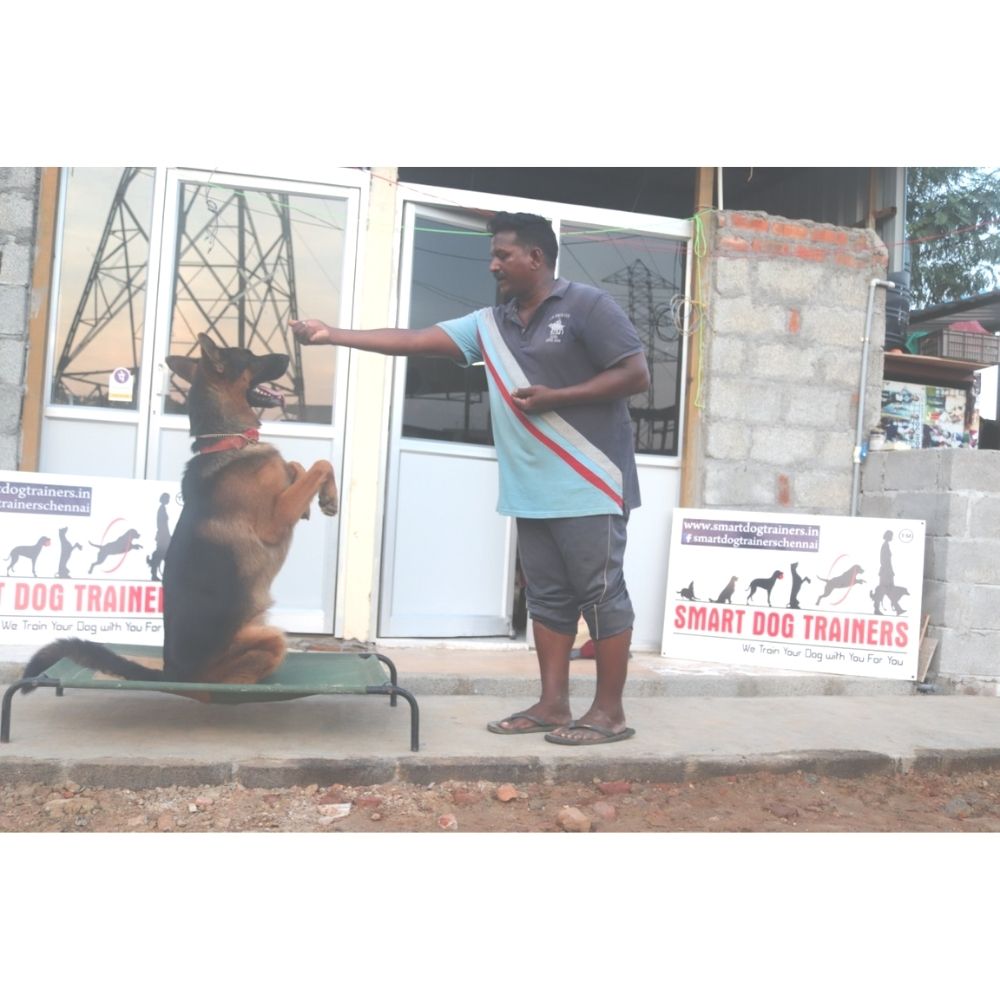 Smart Dog Trainer Chennai