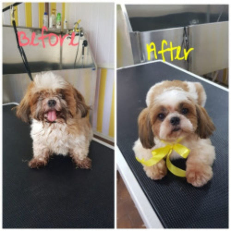 Fluffy n Snoopy's Pet Spa & Boutique Groomer Kerala