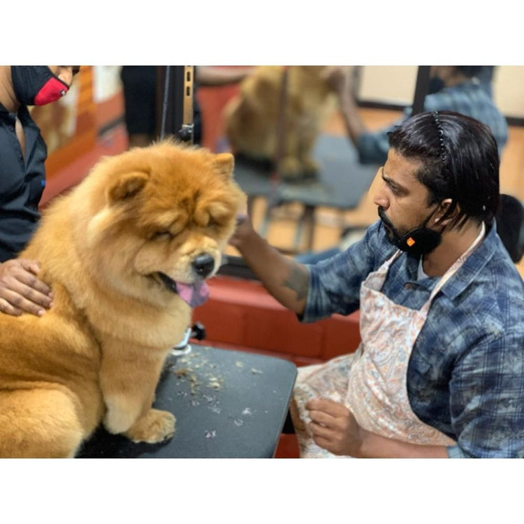 Kevinken show dogs grooming world Groomer Kerala