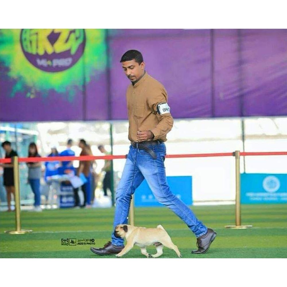 Kevinken show dogs grooming world Groomer Kerala