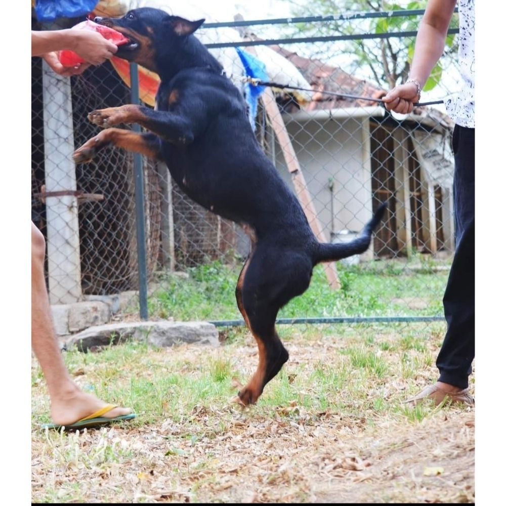 Dogma Dog Training Trainer Kerala