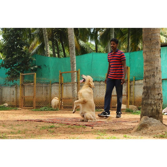 Enforce K9 Training School Trainer Kerala