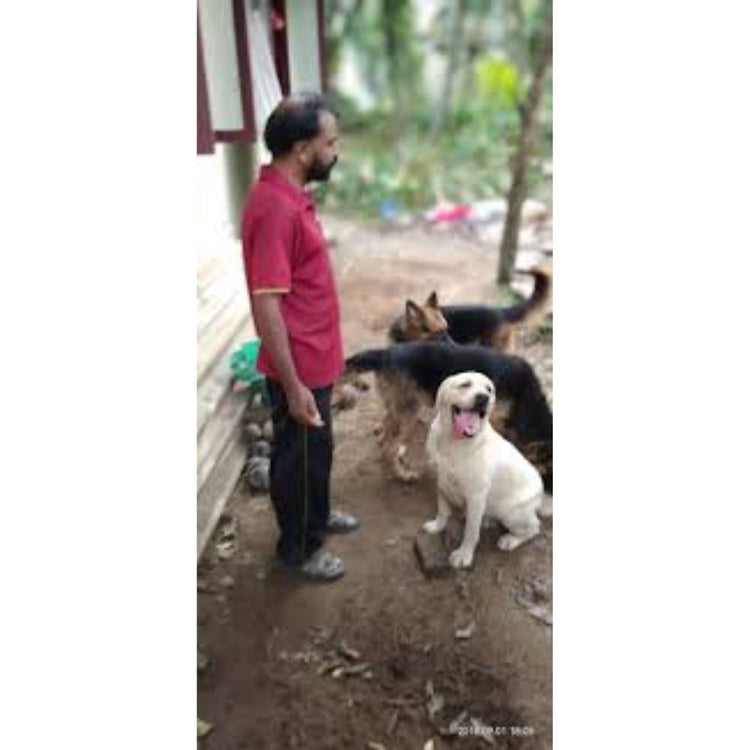 Layana's Pet Palace Boarding Kerala
