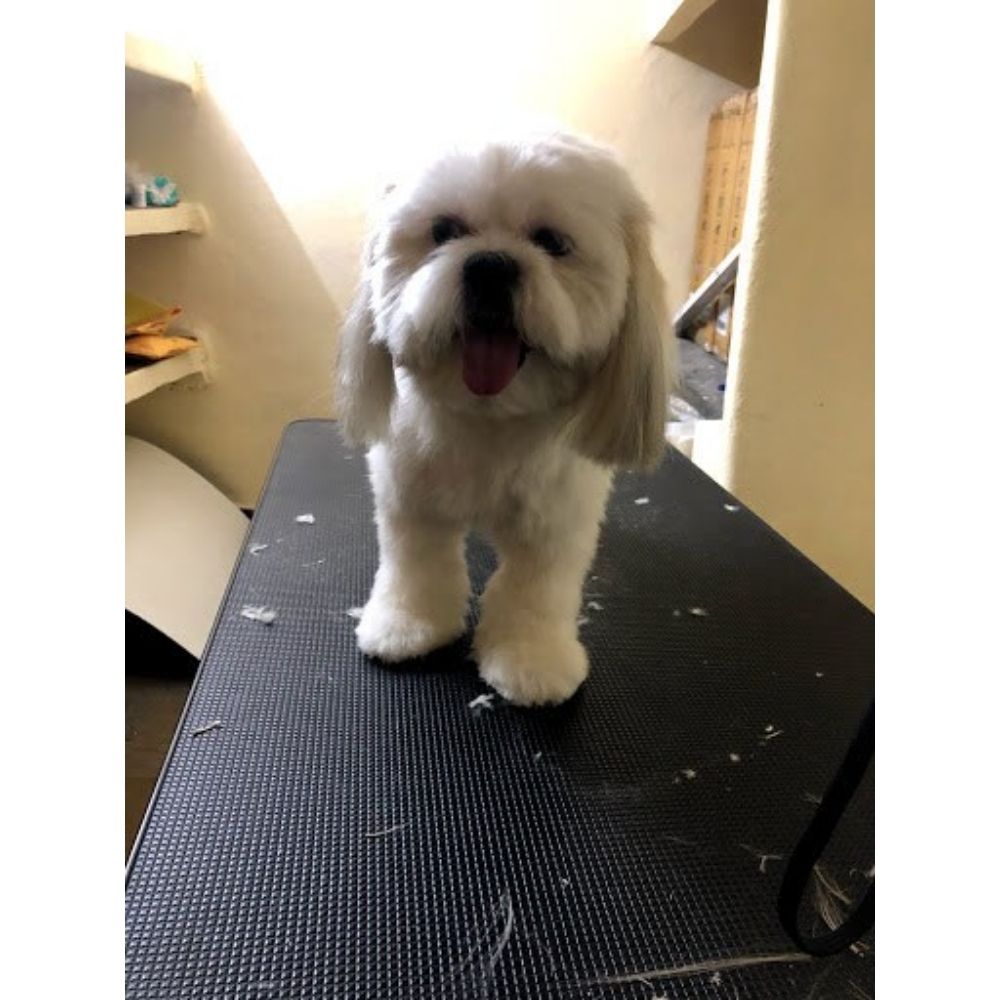 Pets Vegas Groomer Hyderabad