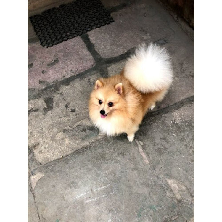 Pets Vegas Groomer Hyderabad